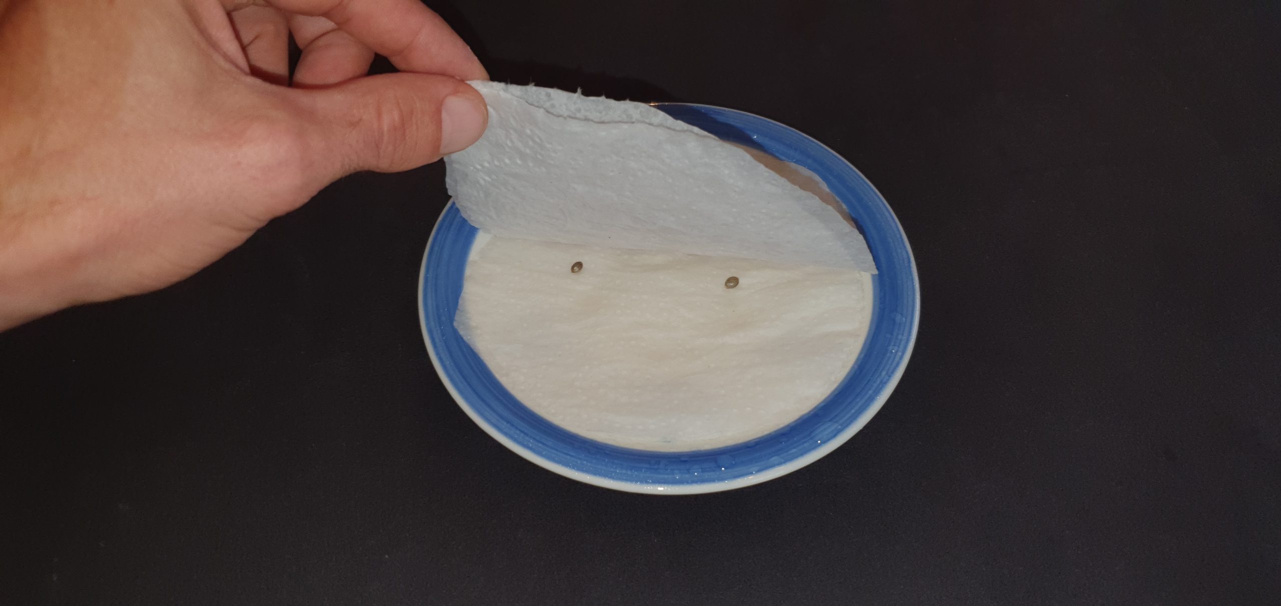 ein Unterteller: eine Hand hebt das darauf liegende, feuchte Küchenpapier hoch, auf welchem Cannabissamen liegen