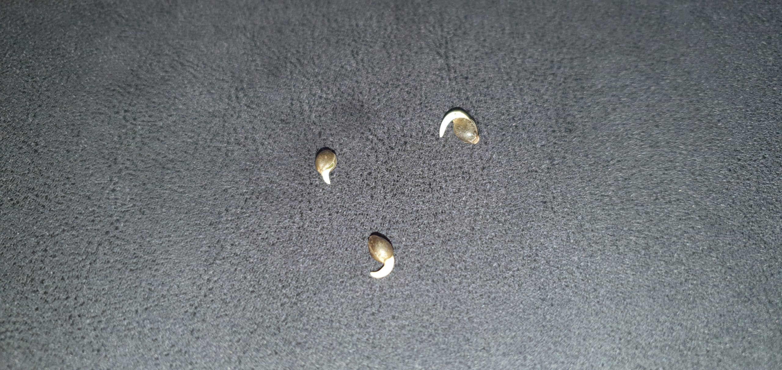 drei gekeimte Cannabissamen bei denen man die weiße Wurzelspitze sieht