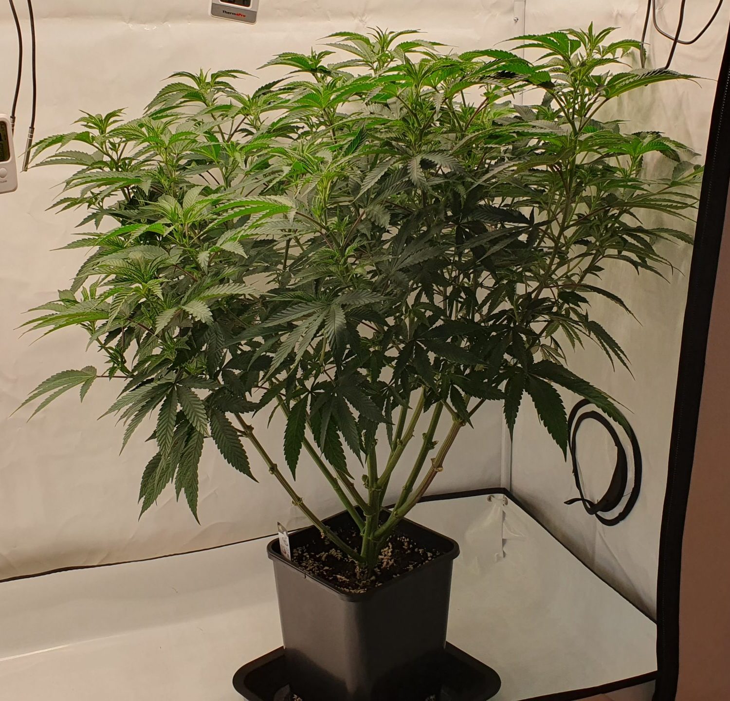 Cannabis Mutterpflanze in einer Growbox seitlich gezeigt
