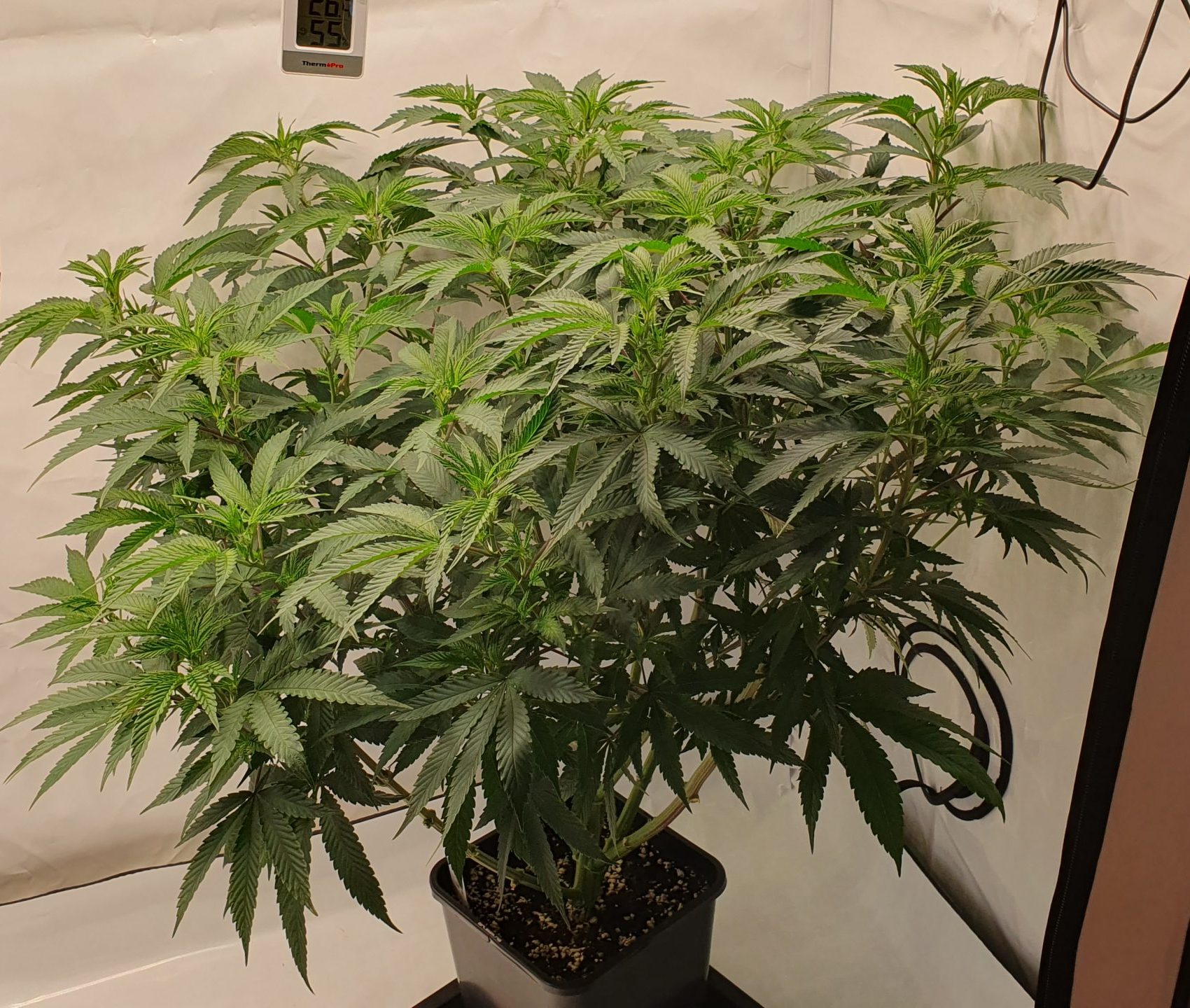 Cannabis Mutterpflanze in einer Growbox von oben gezeigt