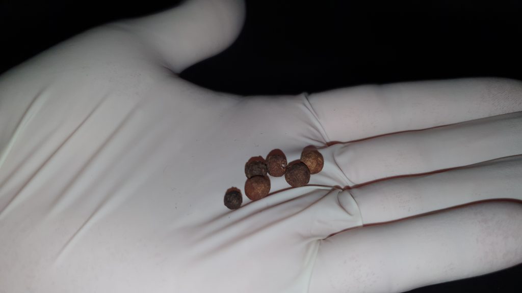 schwarze Pfefferkörner; auf einer Hand mit weißem Nitrilhandschuh