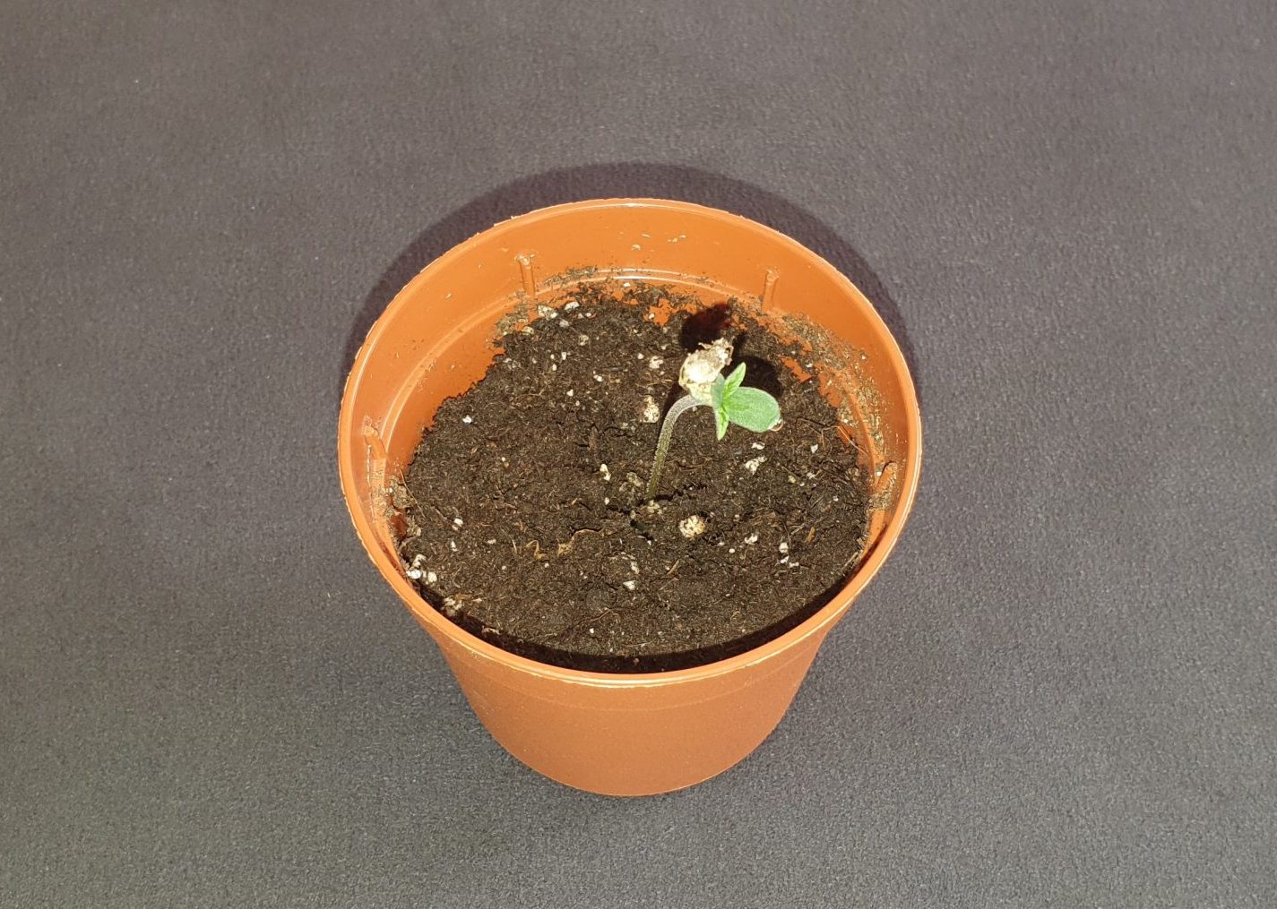Ein professionell gekeimter Cannabis Sämling in einem kleinen Anzuchttopf am ersten Tag; mit Samenhülle am Kotyledo; von oben gezeigt