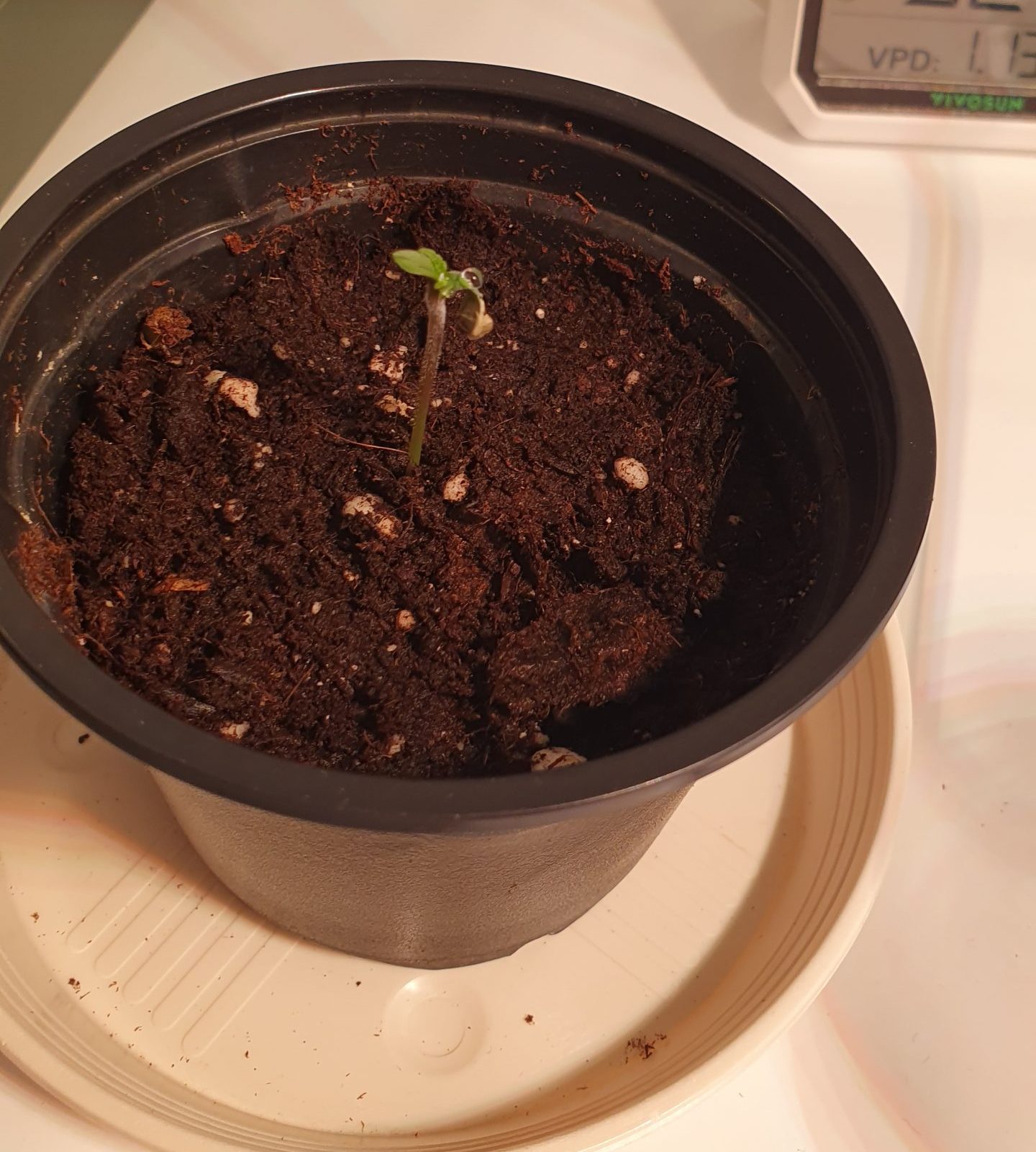 Ein professionell gekeimter Cannabis Sämling in einem Anzuchttopf am ersten Tag; mit Samenhülle am Kotyledo