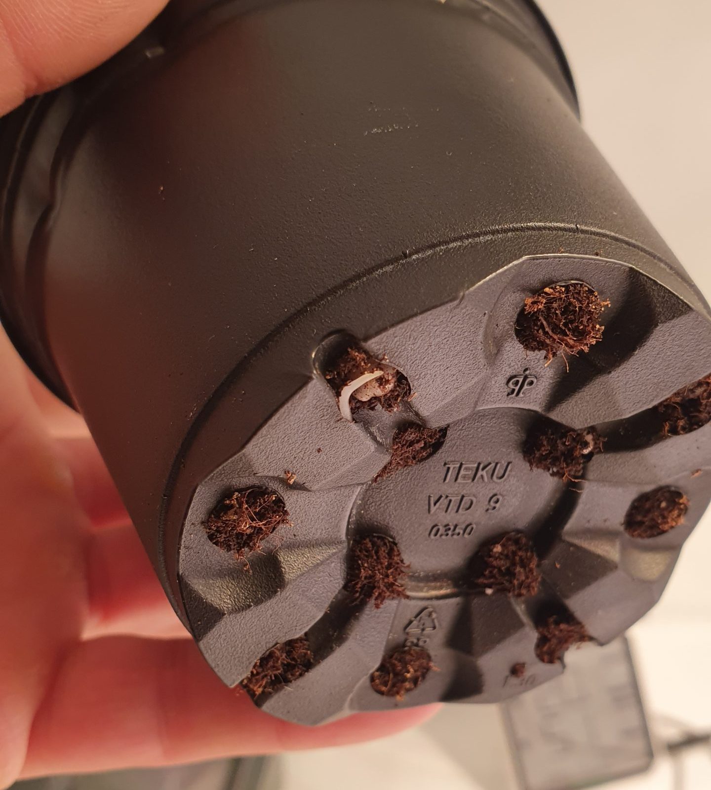 Die erste Wurzelspitze eines professionell gekeimten Cannabis Sämlings in einem Anzuchttopf am ersten Tag