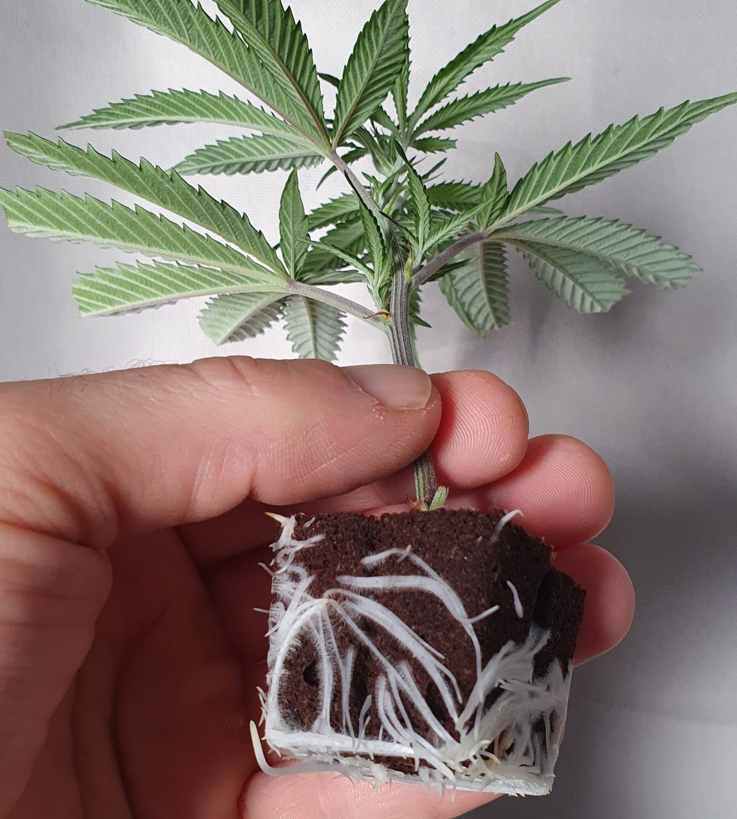 Cannabis Coach Stef hält einen professionell durchgewurzelten Steckling in der Hand