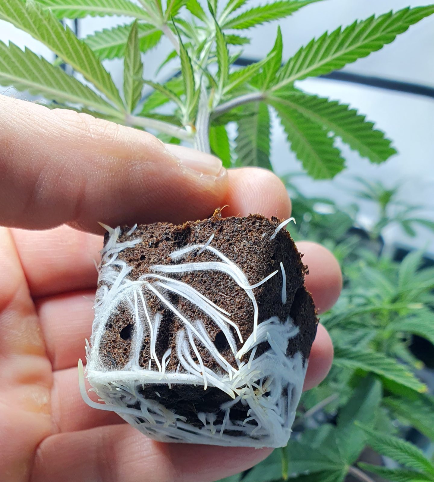 Cannabis Steckling: professionell durchgewurzelter Eazy Plug mit weißen Wurzeln seitlich gezeigt