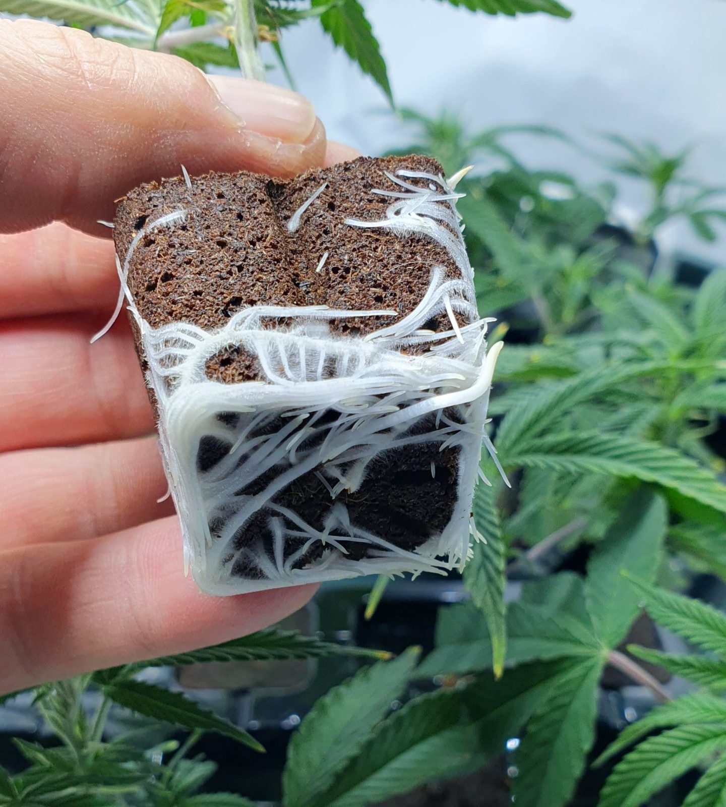 Cannabis Steckling: professionell durchgewurzelter Eazy Plug mit weißen Wurzeln von unten gezeigt