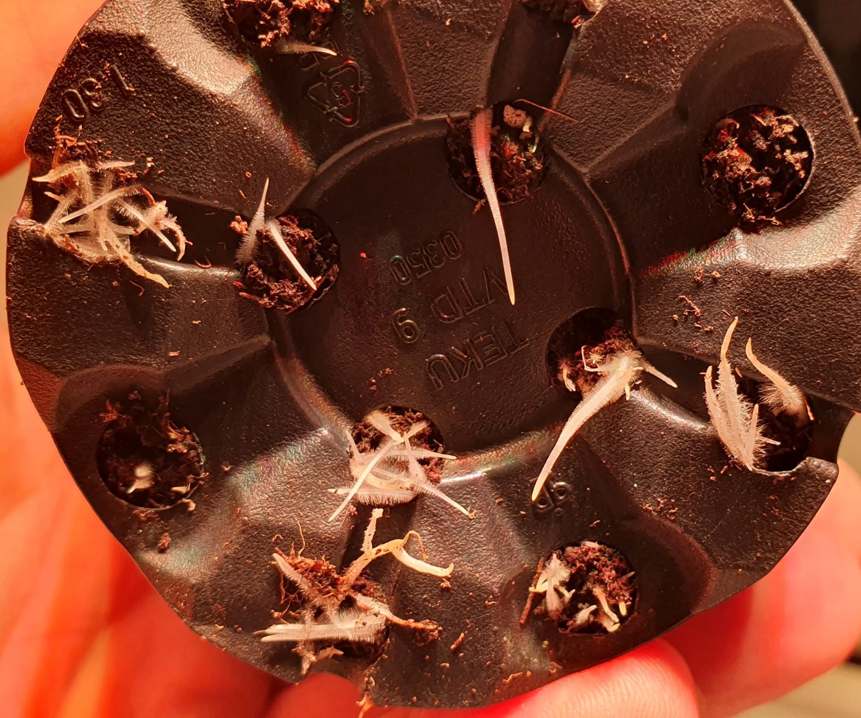 Cannabis Sämling: 10 Tage alt von unten gezeigt mit Wurzelspitzen aus den Topflöchern