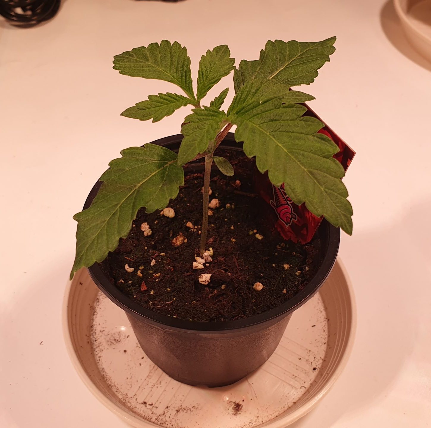 Cannabis Sämling: 10 Tage alt von oben gezeigt mit dem zweitem Blattpaar