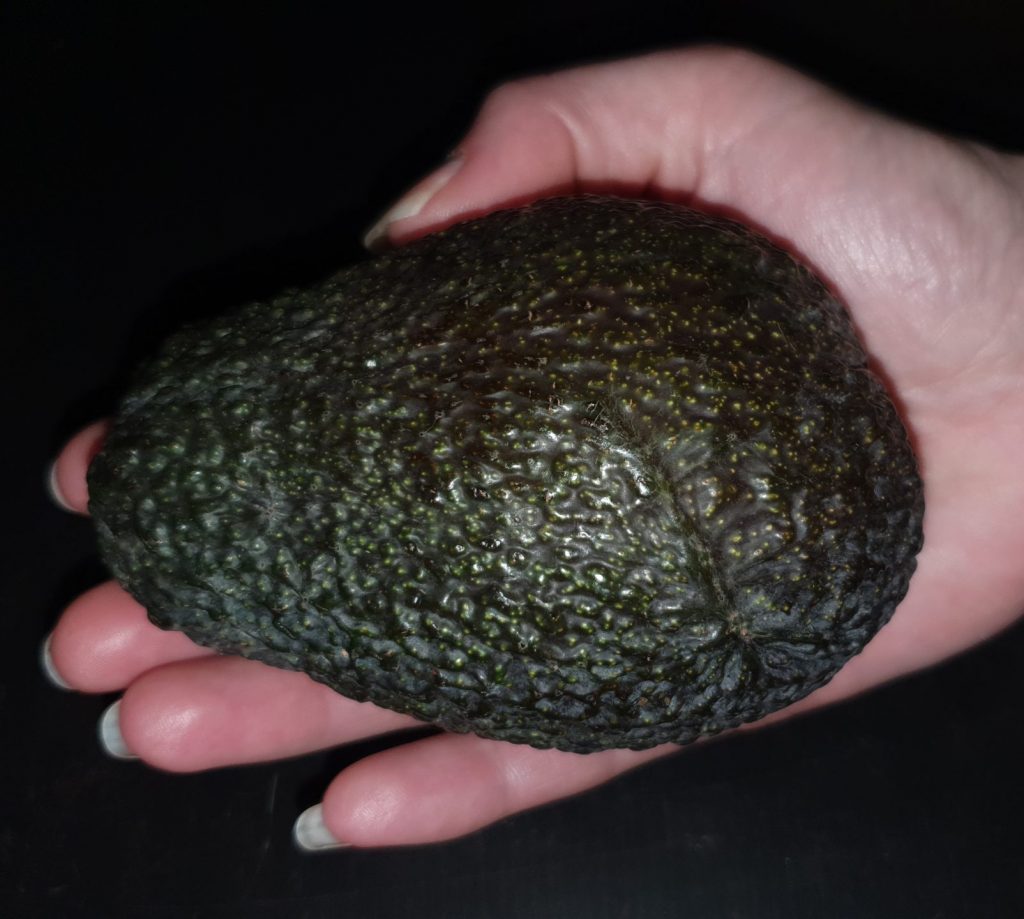 frische Avocado; liegend in einer Hand mit schwarzem Hintergrund
