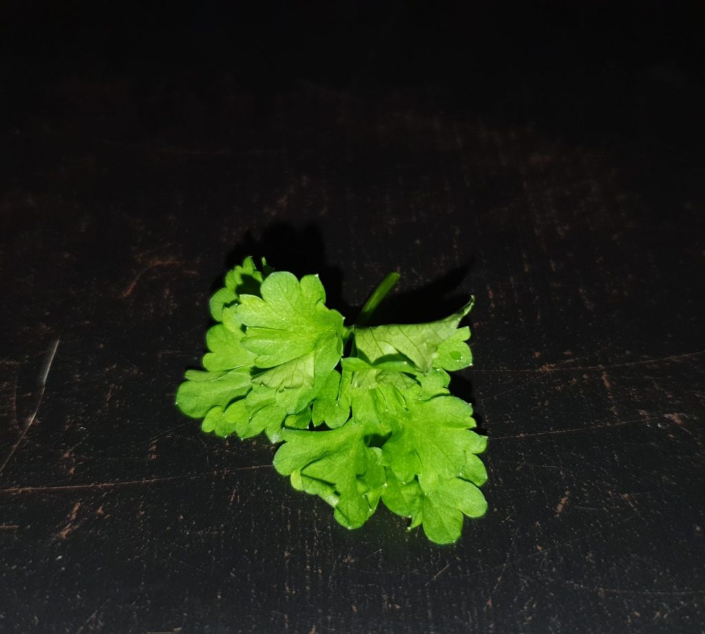 frische Petersilie; abgeschnitten auf schwarzem Hintergrund