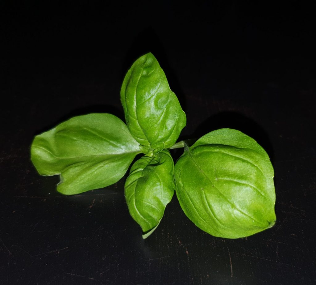 frischer Basilikum; abgeschnitten auf schwarzem Hintergrund