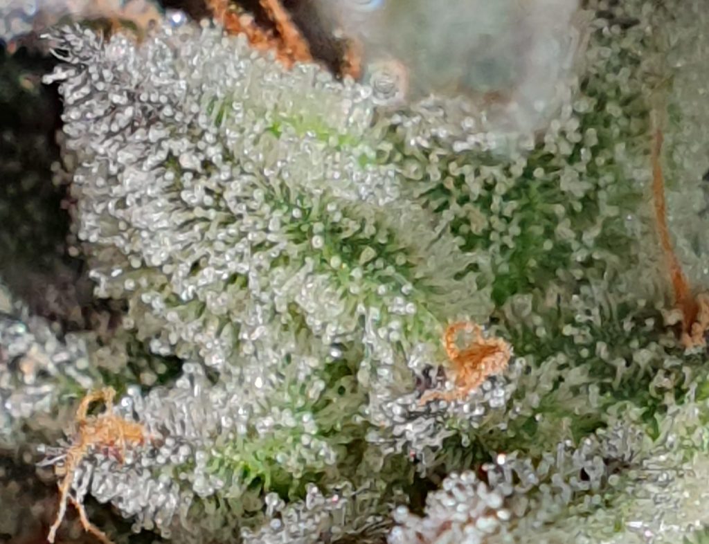 Nahaufnahme von Cannabistrichomen, aufgenommen von CannabisCoach-Stef