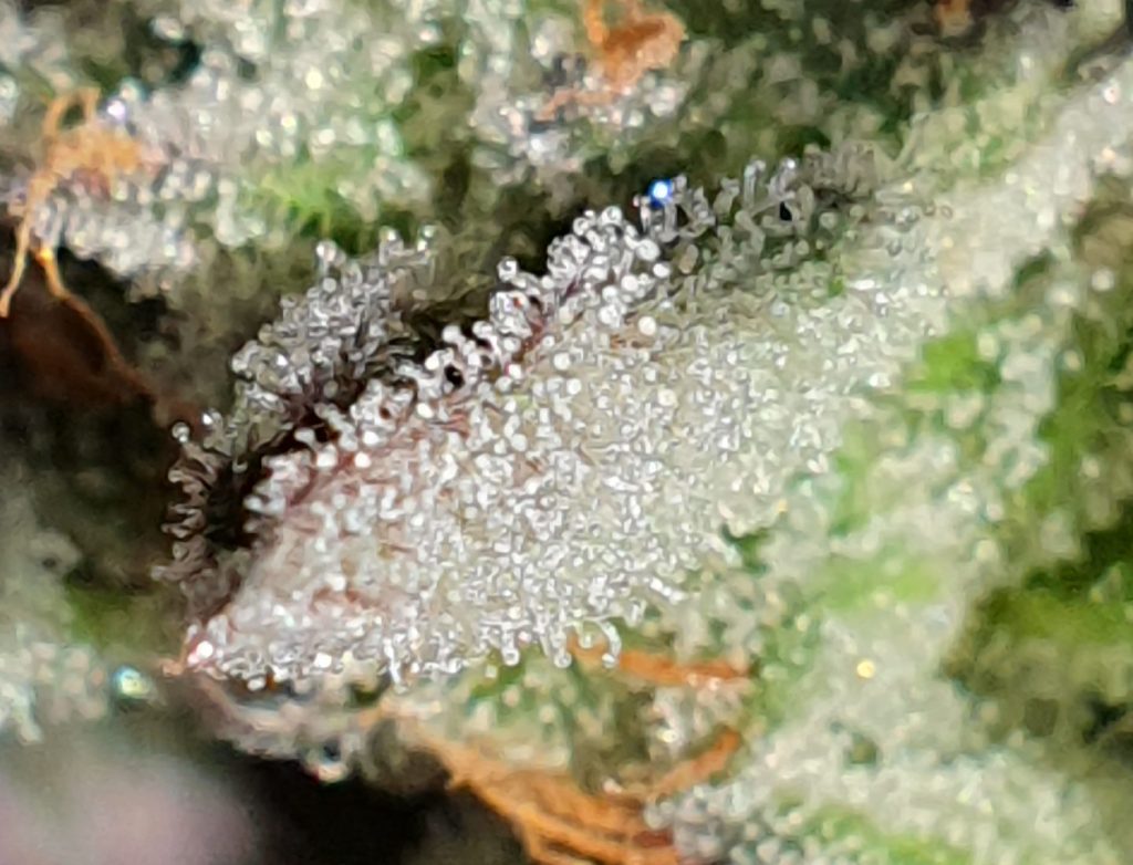 Trichome: Die Kraftwerke der Cannabis-Pflanze – Nahaufnahme für Blogartikel