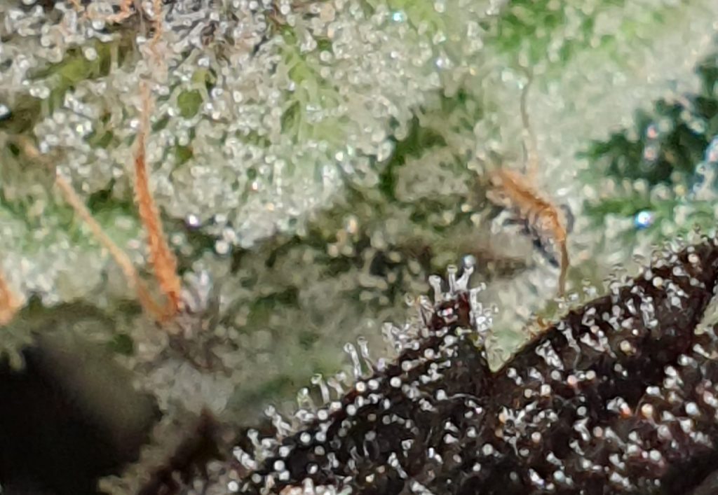 Nahaufnahme von Cannabistrichomen, fotografiert von CannabisCoach-Stef