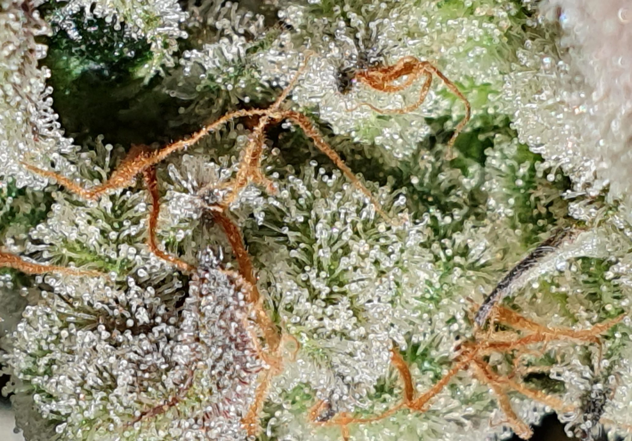Titelbild für Cannabis-Trichom-Artikel: Aufnahme von Trichomen von CannabisCoach-Stef