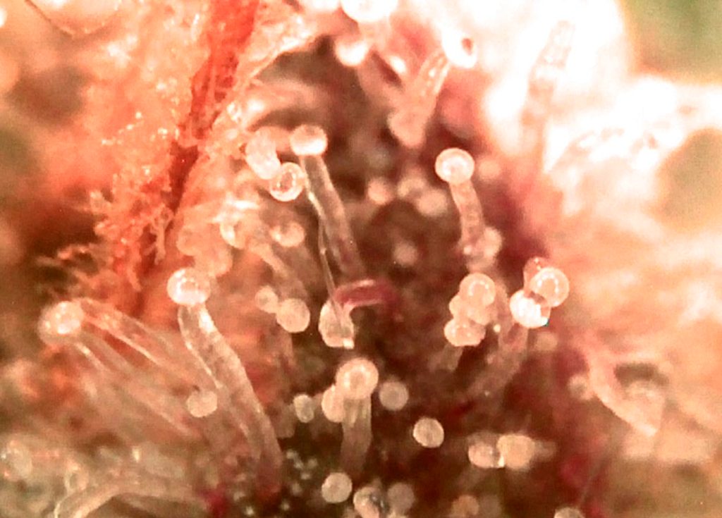 Mikroskopische Aufnahme von Harzdrüsen auf einer Cannabispflanze