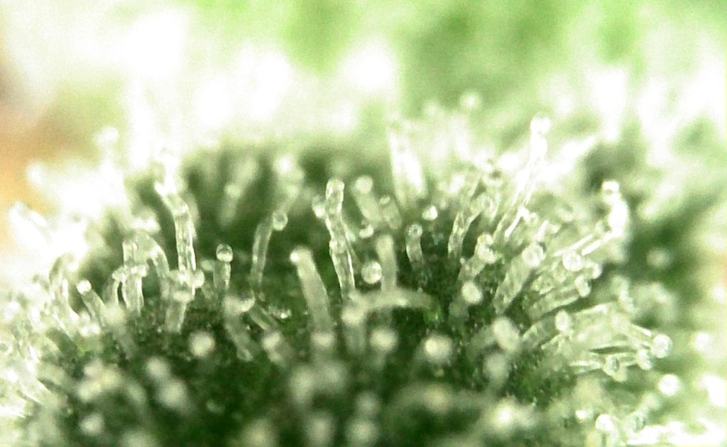 Mikroskopische Ansicht von glandulären Trichomen auf einer Cannabispflanze