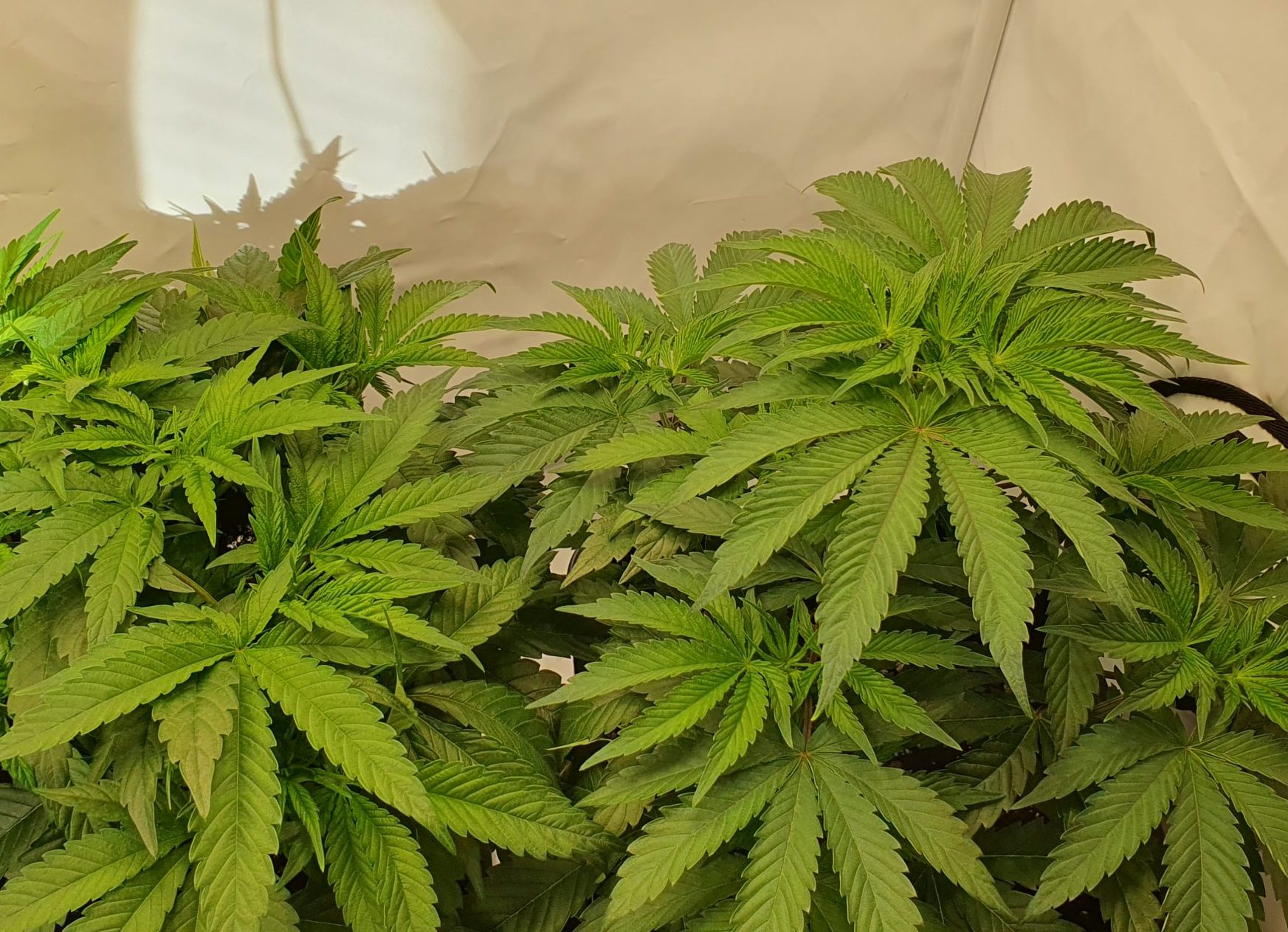 zwei Cannabispflanzen in der Wachstumsphase in Cannabis Coach Stefs Growbox