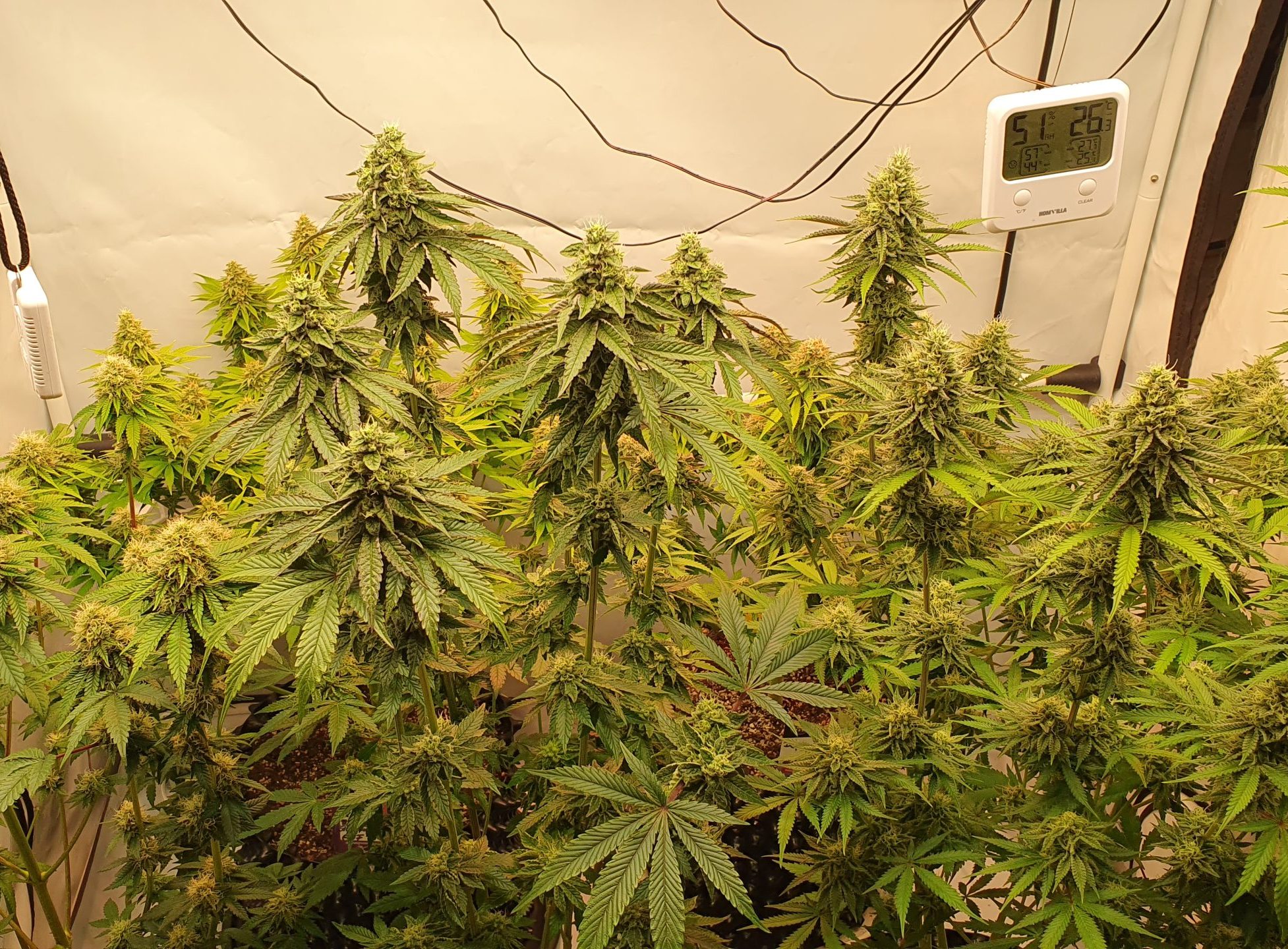 Cannabis Coach Stefs Growbox voll mit blühenden Planzen